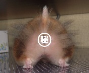 ԖJH