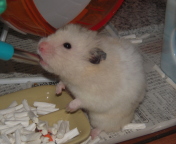 ȎɌāc