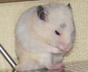 Vł