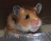 ``