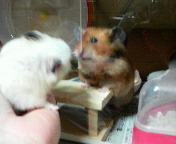 ����ʍs�ȓ�l�@