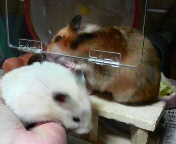 ����ʍs�ȓ�l�A