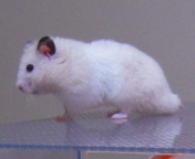 �P�΂W����