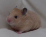 ���̎ʐ^�́c