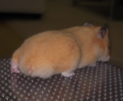 �������I�H