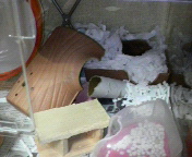 �܂�������(�P���P;)