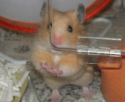 �Ⴂ�ۂ���[�́c