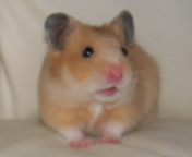 �D�����i*�������j