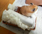 �����Ă�I