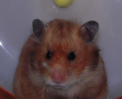 ���{�胂�[�h�H