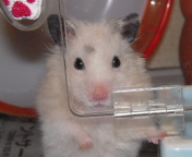 ���{�胂�[�h���̂Q