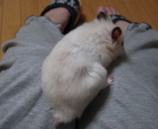 Ԃہ[[