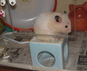 CŴP
