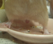 ˋN