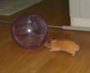 THE�E�^���I