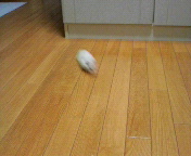 �������L��(�Ko�K)�H