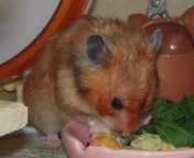 ����Ɏ���H