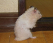 �ہ[����[���������c