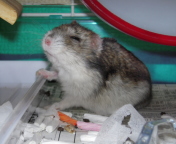 QN