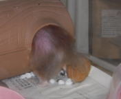 ̎pȂc