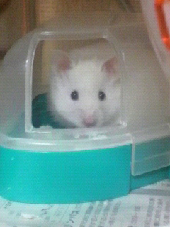 �ڂ͌��قǂɃ��m������