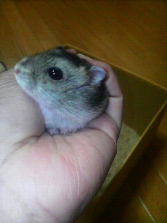 Ȃ̂ˁc