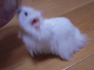 (*''*)