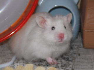 �Ђ��(;�K�ށK)