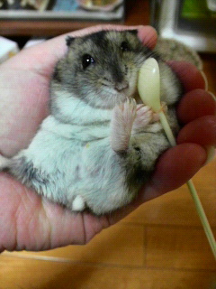 �}�h���[��