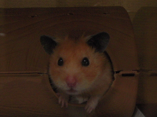 ���͂�(^o^;)