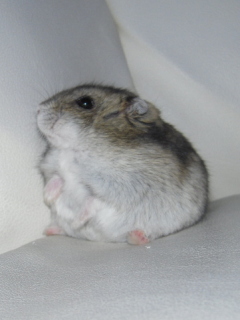 heI