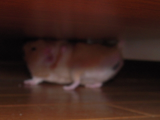 ɂ(B;)