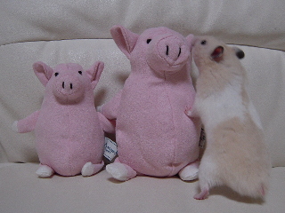 ԂƁc