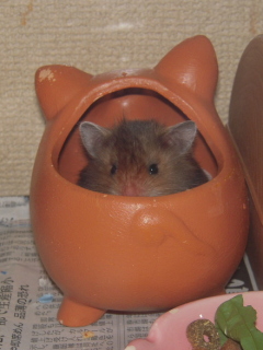 ӂ`