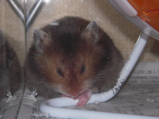 O猩Ɓc