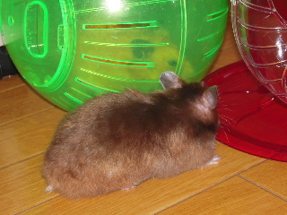 bH