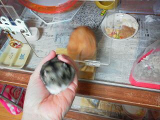 AEgIuᒆ()