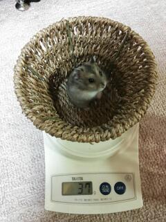 c