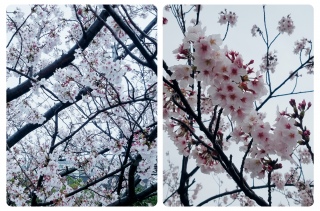 雨の日の桜🌸