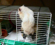 ӂ́c
