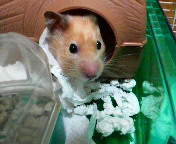 OԖڂ́c