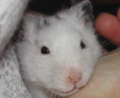 Ma