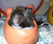 ���ꂥ�`(;�LO�M;)