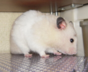 �C�L�C�L��