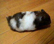 �ނق�(;�K�ށK)