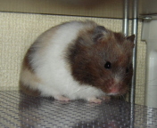 �x���Ȃ�������H