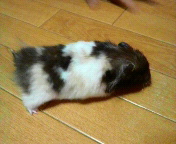 �����ς炩��(*�K0�K)