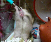 ���̓|�|��