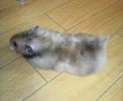 ҁ`I