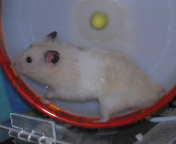 WMO
